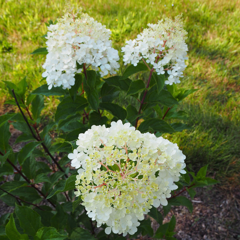 First Editions® Vanilla Strawberry™ Hydrangea - Shipped
