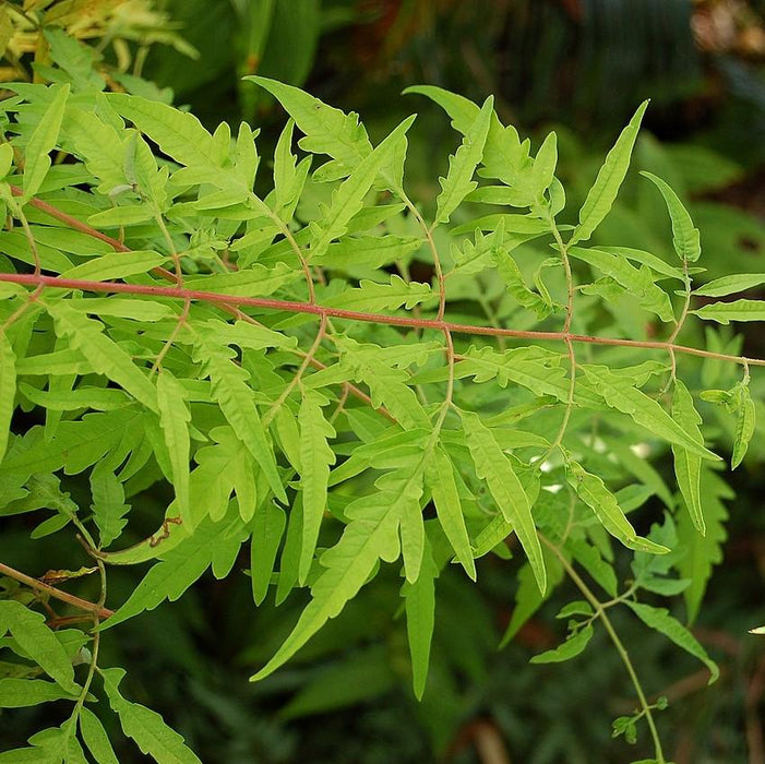 First Editions® Tiger Eyes Staghorn Sumac - Shipped