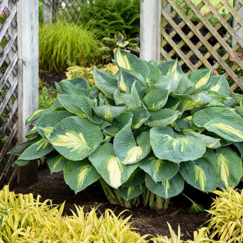 PW® Shadowland® Hudson Bay Hosta - Shipped