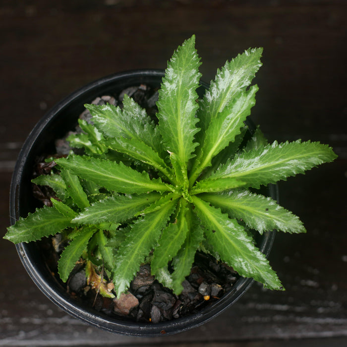 Cardinal Flower