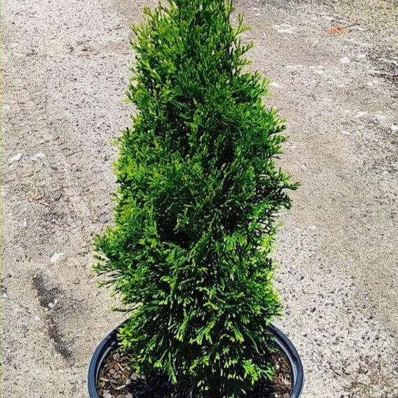 Thuja occidentalis 'Art Boe' PP22,174  - North Pole® Arborvitae - Shipped
