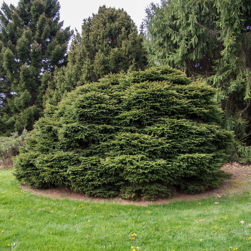 Bird's Nest Spruce - Shipped