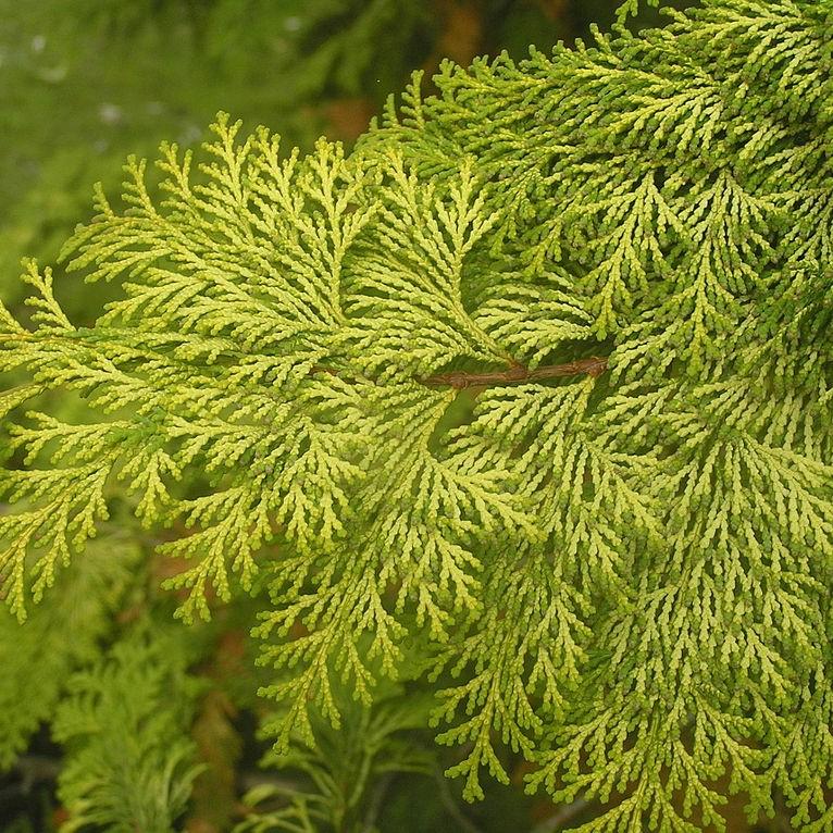 Golden Hinoki False Cypress - Shipped