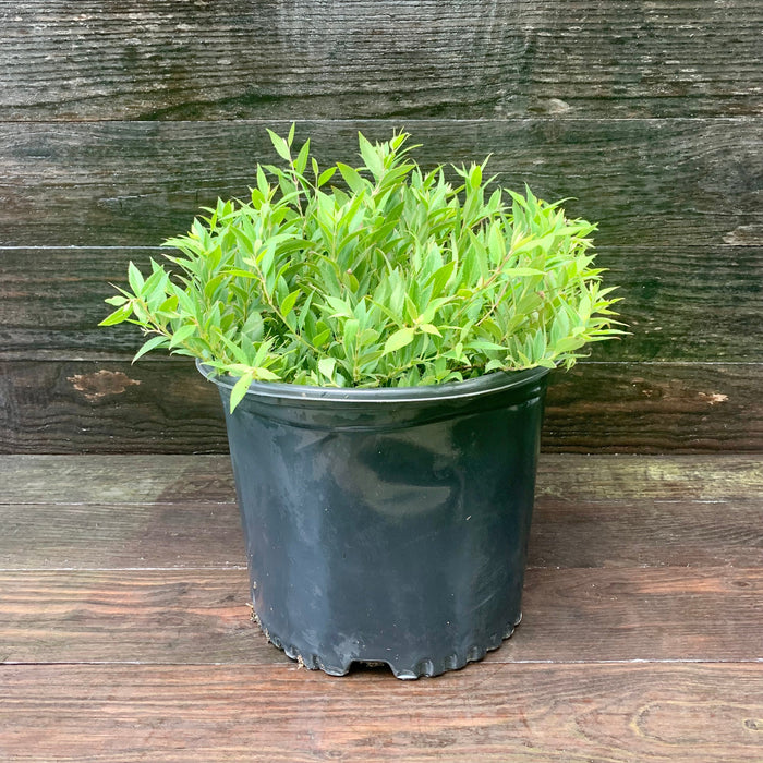 Dwarf Nikko Deutzia - Shipped