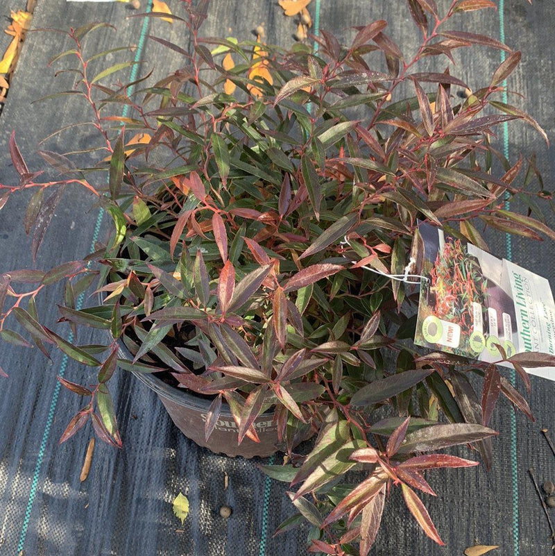 Burning Love™ Leucothoe - Shipped