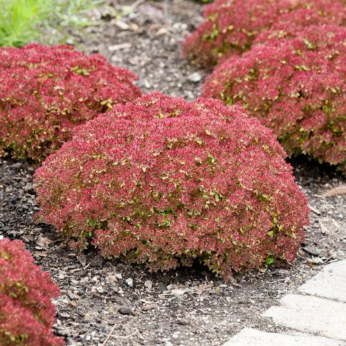Sedum 'Pride And Joy'  - Rock 'N Grow® Pride And Joy Stonecrop - Shipped