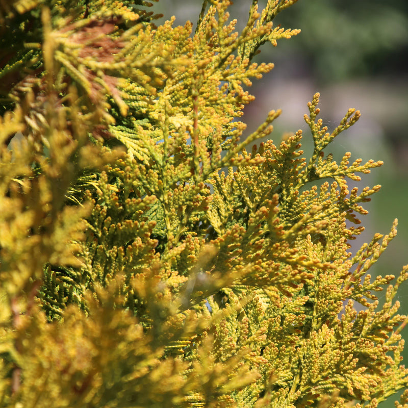 Vintage Gold Threadbranch Cypress - Shipped
