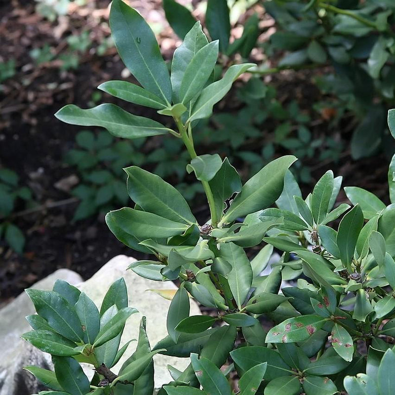 Nova Zembla Rhododendron - Shipped