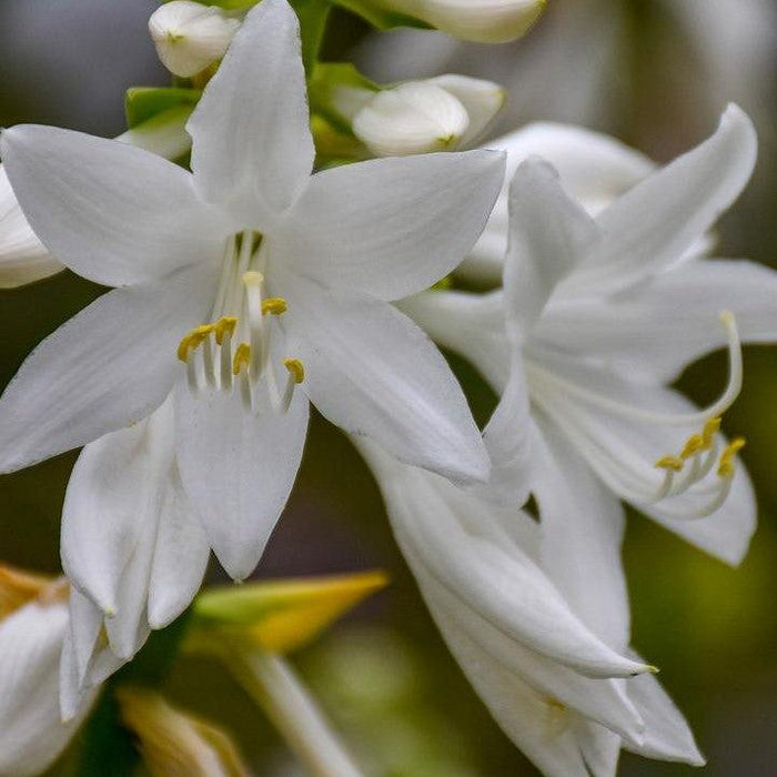 Hosta x 'Royal Crest'  - Royal Crest Hosta - Shipped