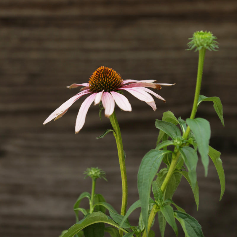 PowWow® Wild Berry Echinacea, Coneflower - Shipped