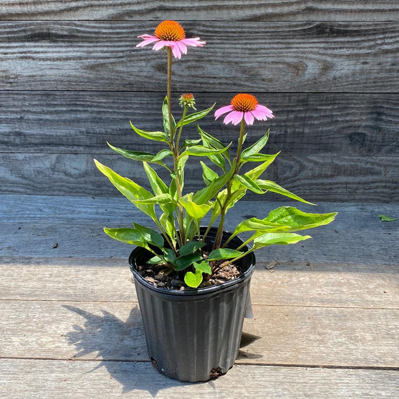 Magnus Echinacea, Coneflower - Shipped