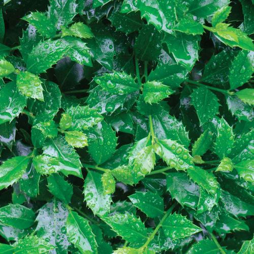 Holly (Ilex x meserveae) Castle Spire® - Shipped