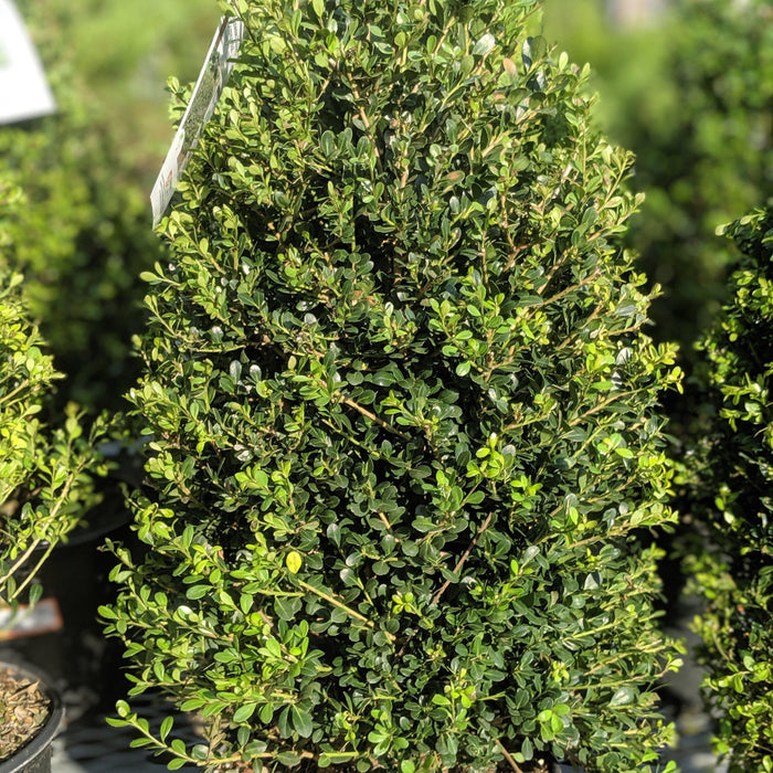 Ilex crenata 'Compacta'  - Compact Japanese Holly - Shipped