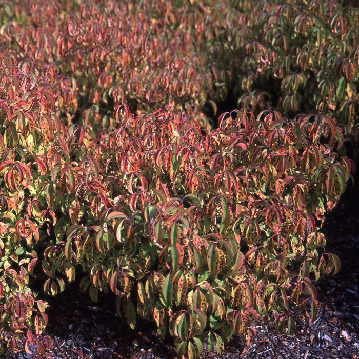 Cornus sericea 'Kelseyi'  - Kelseyi Red Twig Dogwood - Shipped