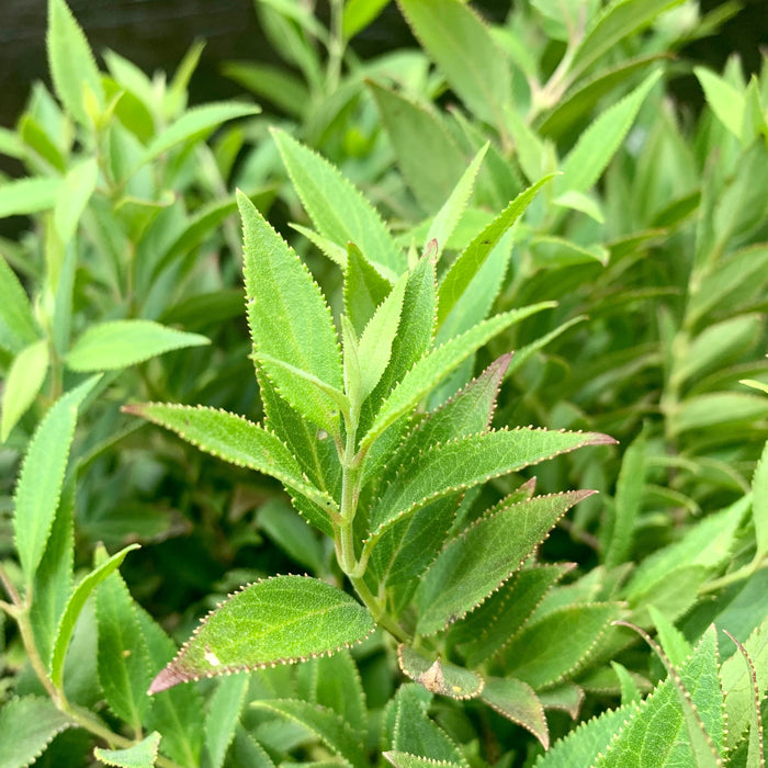 Dwarf Nikko Deutzia - Shipped