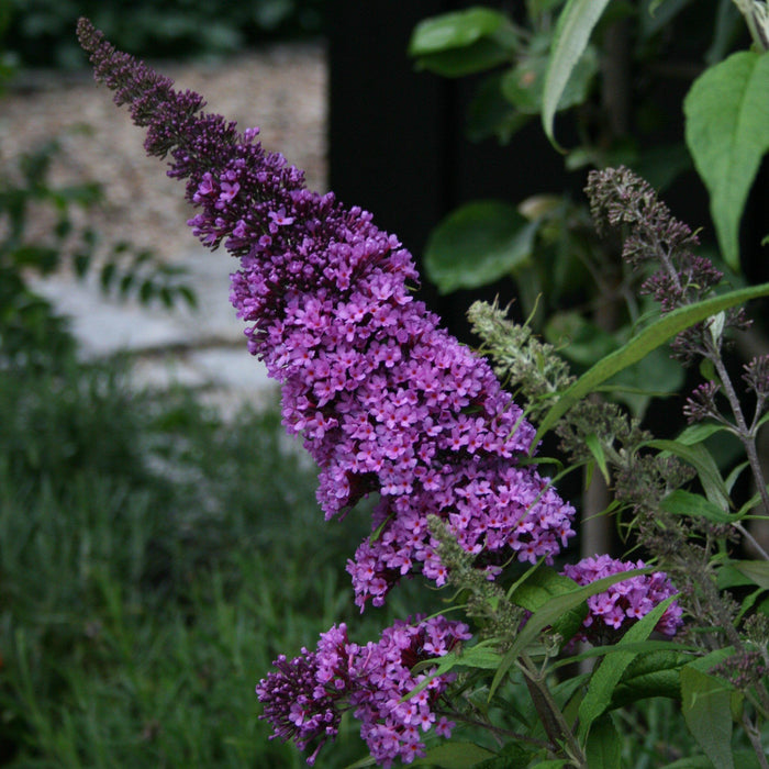Buddleia davidii 'SMNBDBT' PP#28,794  - Pugster Blue® Dwarf Butterfly Bush - Shipped