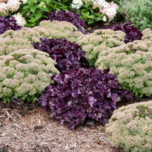 Dolce® Wildberry Heuchera - Shipped