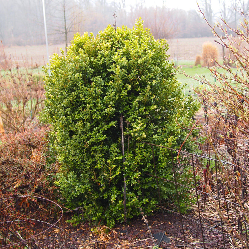 Winter Gem Boxwood - Shipped