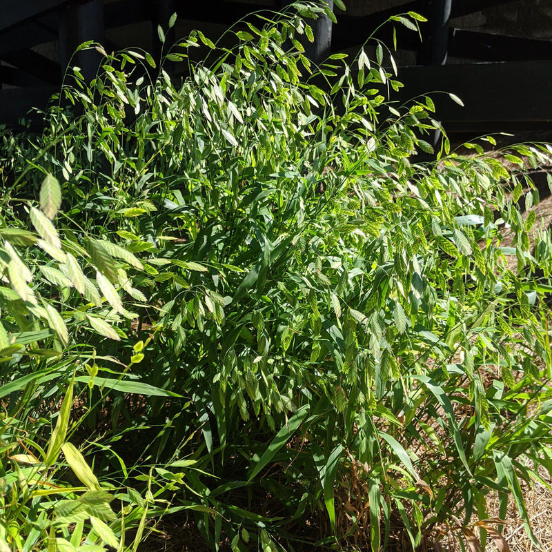River Oats, Inland Sea Oats - Shipped