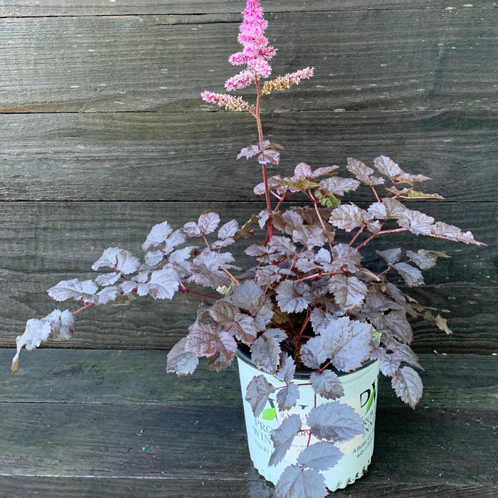 Astilbe 'Dark Side of the Moon'  - Dark Side of the Moon Astilbe - Shipped