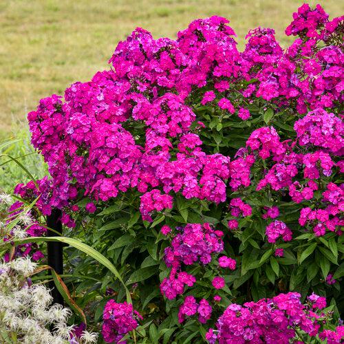Luminary® Ultraviolet Phlox - Shipped