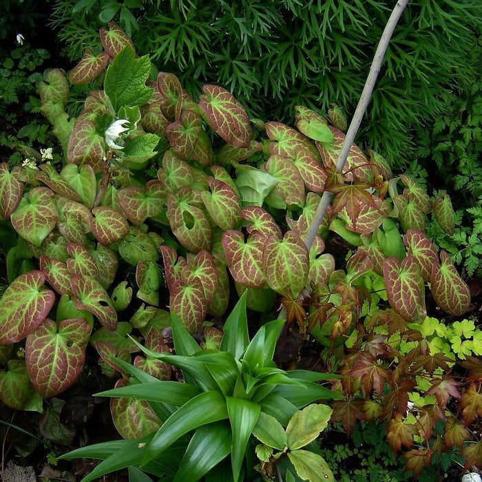 Epimedium versicolor 'Sulphureum'  - Sulphureum Bishop's Hat - Shipped