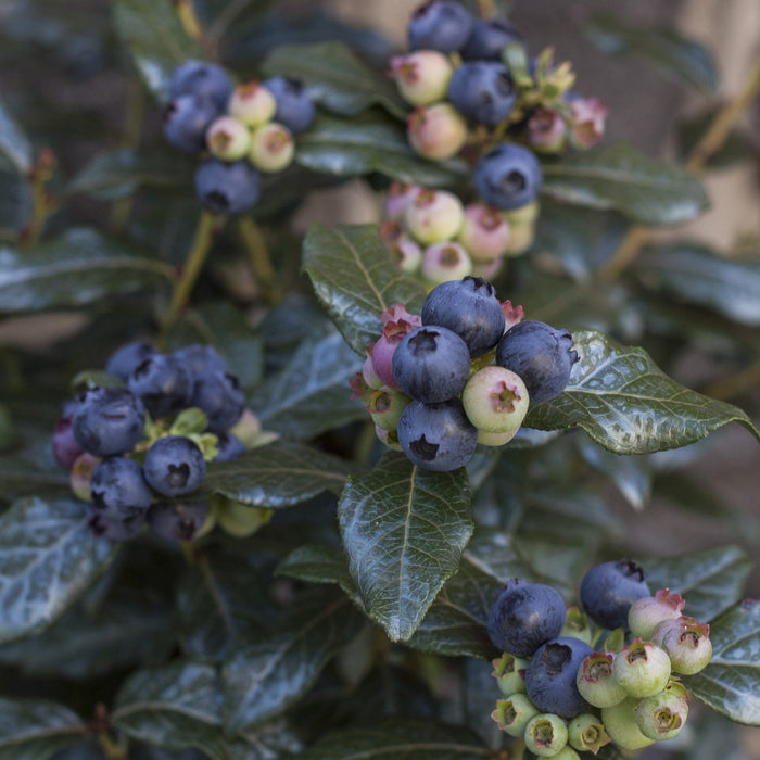 Vaccinium 'ORUS-61-1'  - Bushel and Berry® Perpetua® Blueberry - Shipped