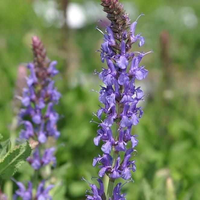Blue Hill Meadow Sage - Shipped