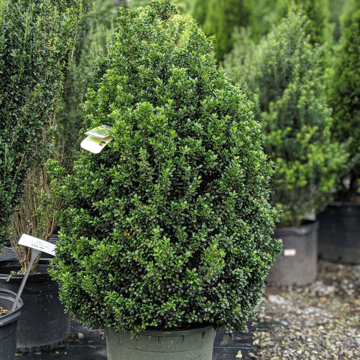 Ilex crenata 'Steeds'  - Steeds Upright Japanese Holly - Shipped