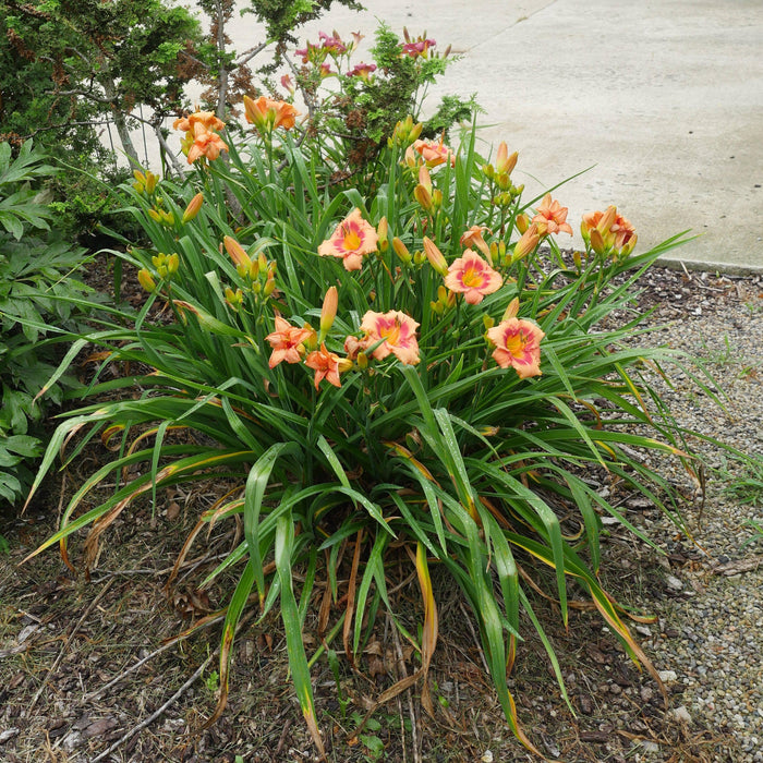 Strawberry Candy Daylily - Shipped
