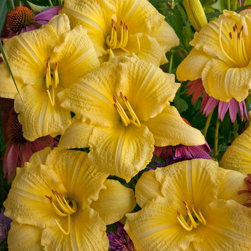 Rainbow Rhythm® Going Bananas Daylily - Shipped