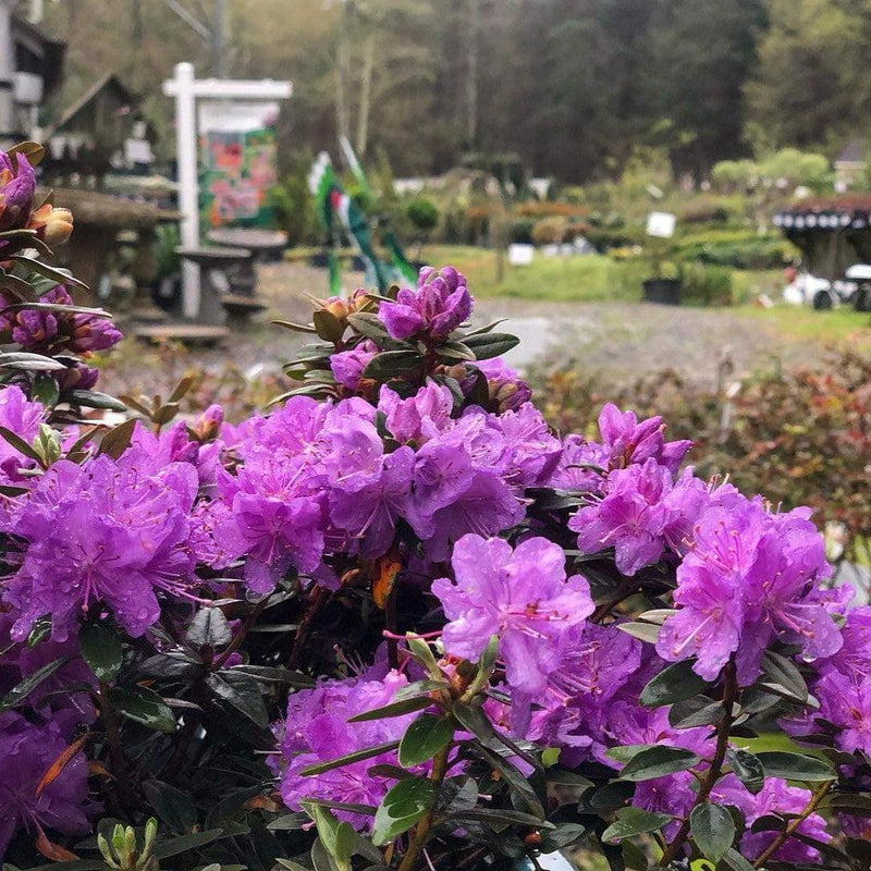 Purple Gem Rhododendron - Shipped
