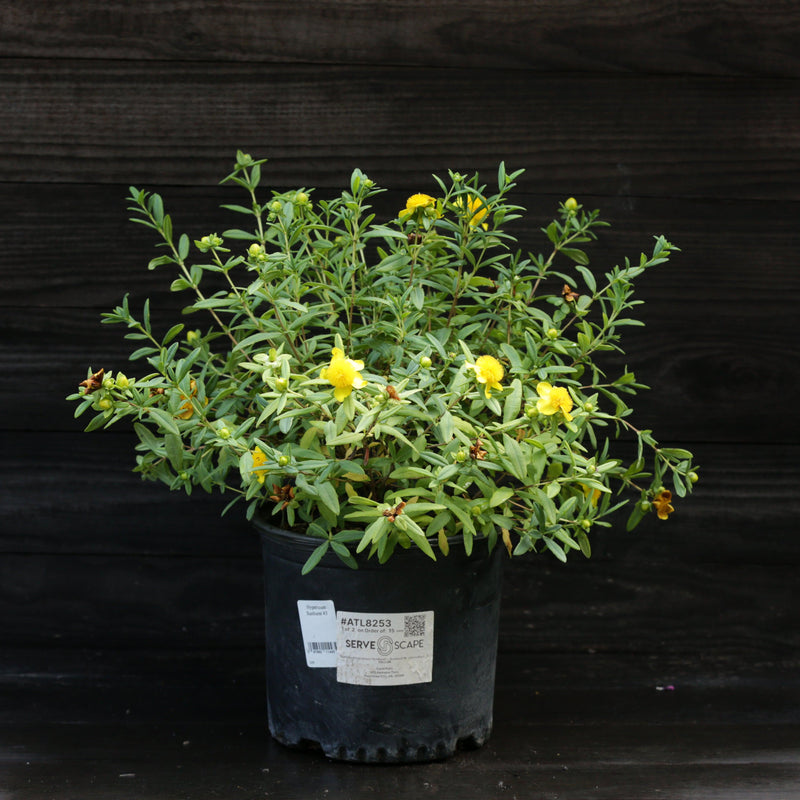 Sunburst St. John's Wort - Shipped