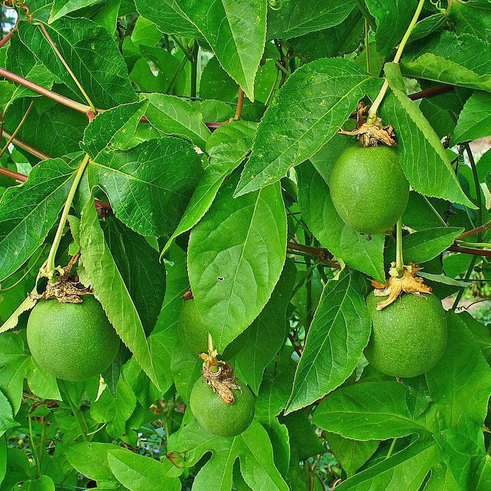 Passiflora incarnata  - Passion Flower, Maypop - Shipped