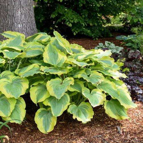 Hosta 'Seducer' 22,413  - PW® Shadowland® Seducer Hosta - Shipped