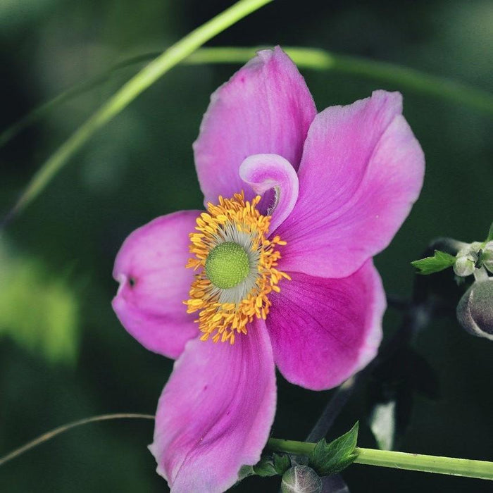 Anemone 'Red Riding Hood'  - Fantasy™ Red Riding Hood Anemone - Shipped