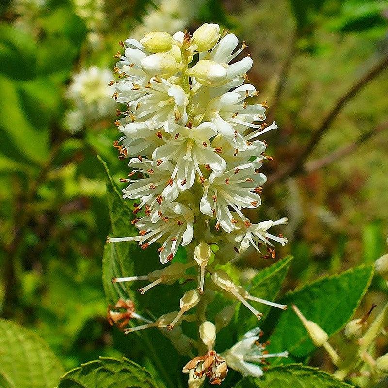 Summersweet, Sweet Pepperbush - Shipped