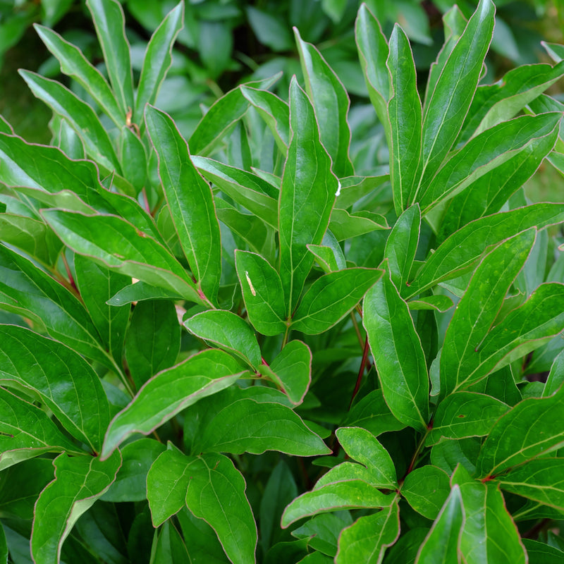 Polarnacht Rhododendron - Shipped