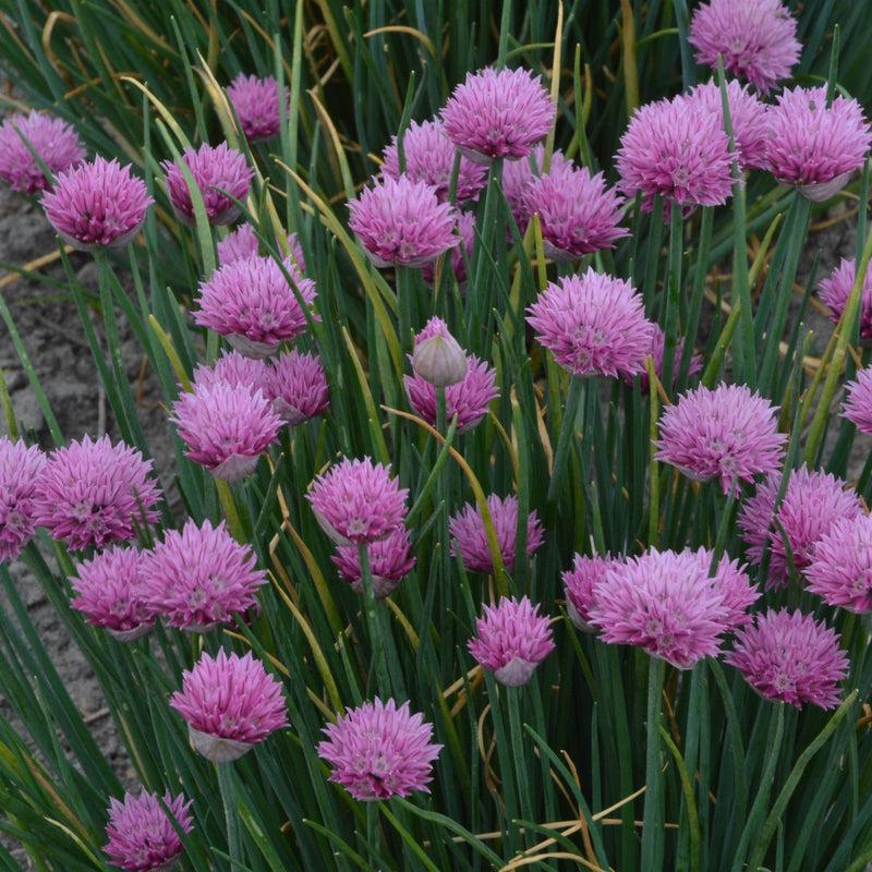 Summer Beauty Ornamental Onion - Shipped