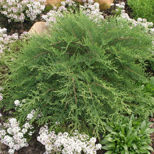 Celtic Pride® Siberian Cypress - Shipped
