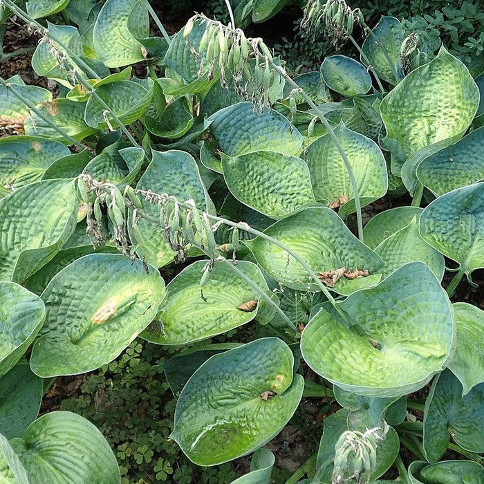 Hosta x 'Big Daddy'  - Big Daddy Hosta - Shipped