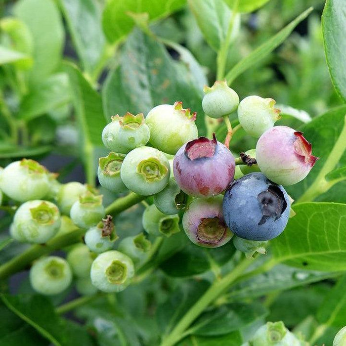 Vaccinium corymbosum 'Polaris'  - Polaris Blueberry - Shipped