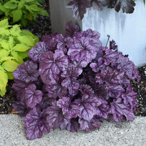 Dolce® Wildberry Heuchera - Shipped