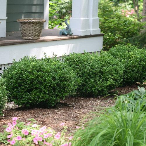Sprinter® Boxwood - Shipped