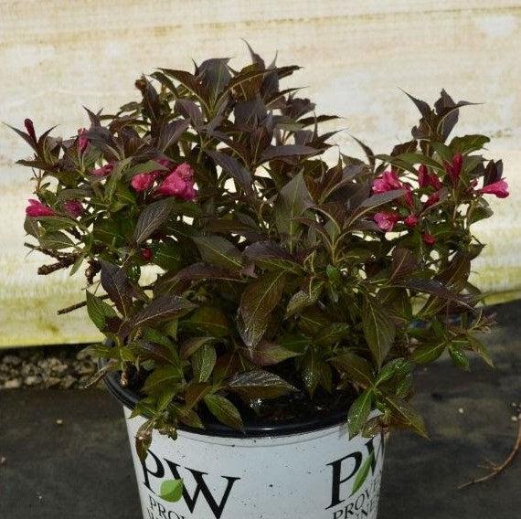 Spilled Wine® Weigela - Shipped