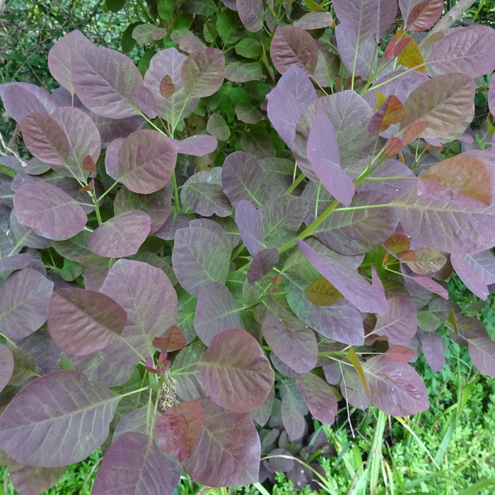 Cotinus coggygria 'Royal Purple'  - Royal Purple Smoke Tree - Shipped