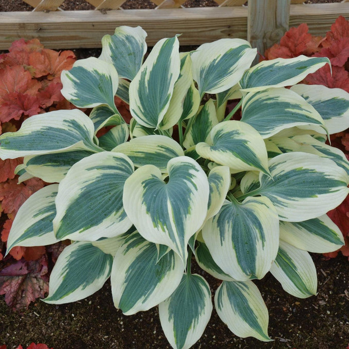 Hosta 'Blue Ivory'  - Blue Ivory Hosta - Shipped