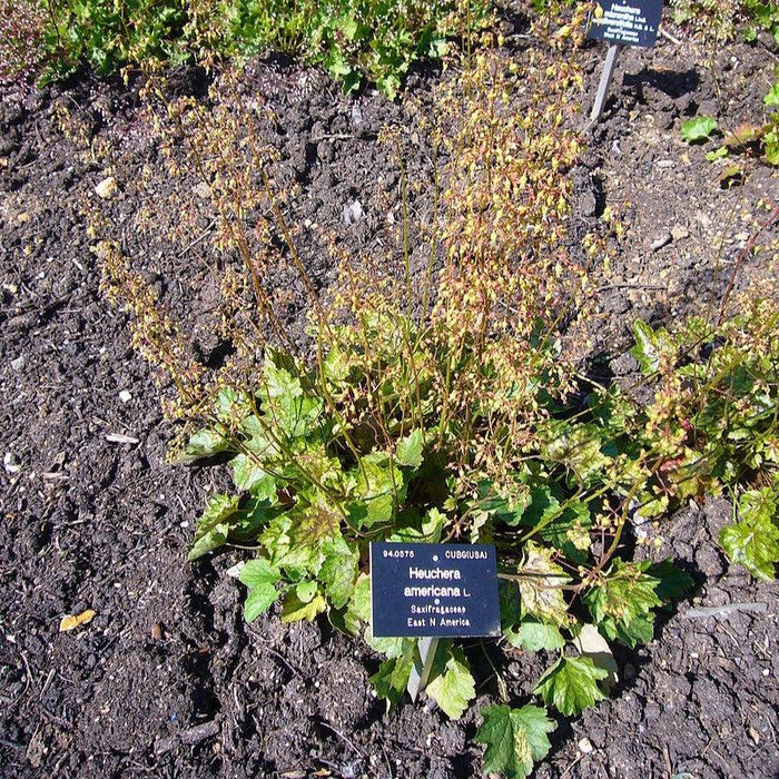 Heuchera americana  - Coral Bells - Shipped