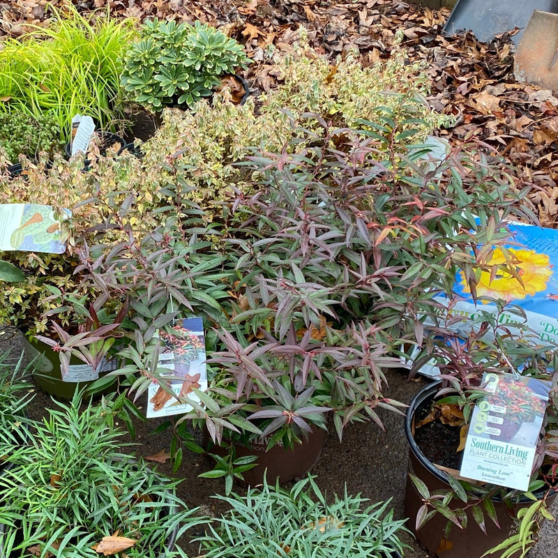 Burning Love™ Leucothoe - Shipped