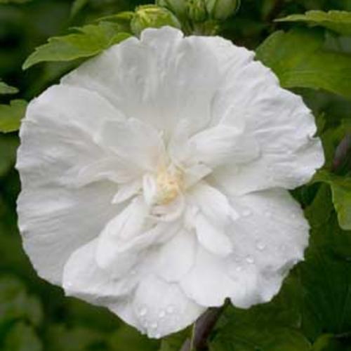 White Chiffon® Rose of Sharon - Shipped